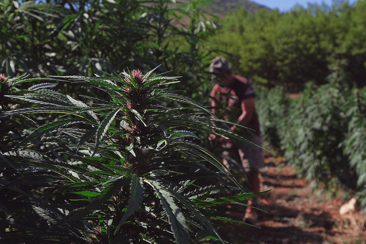 Coltivazione marijuana biologica