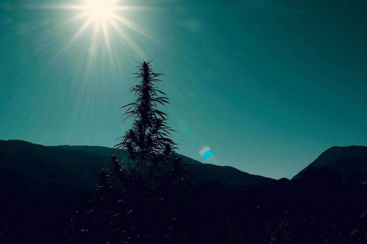 Coltivazione cannabis light