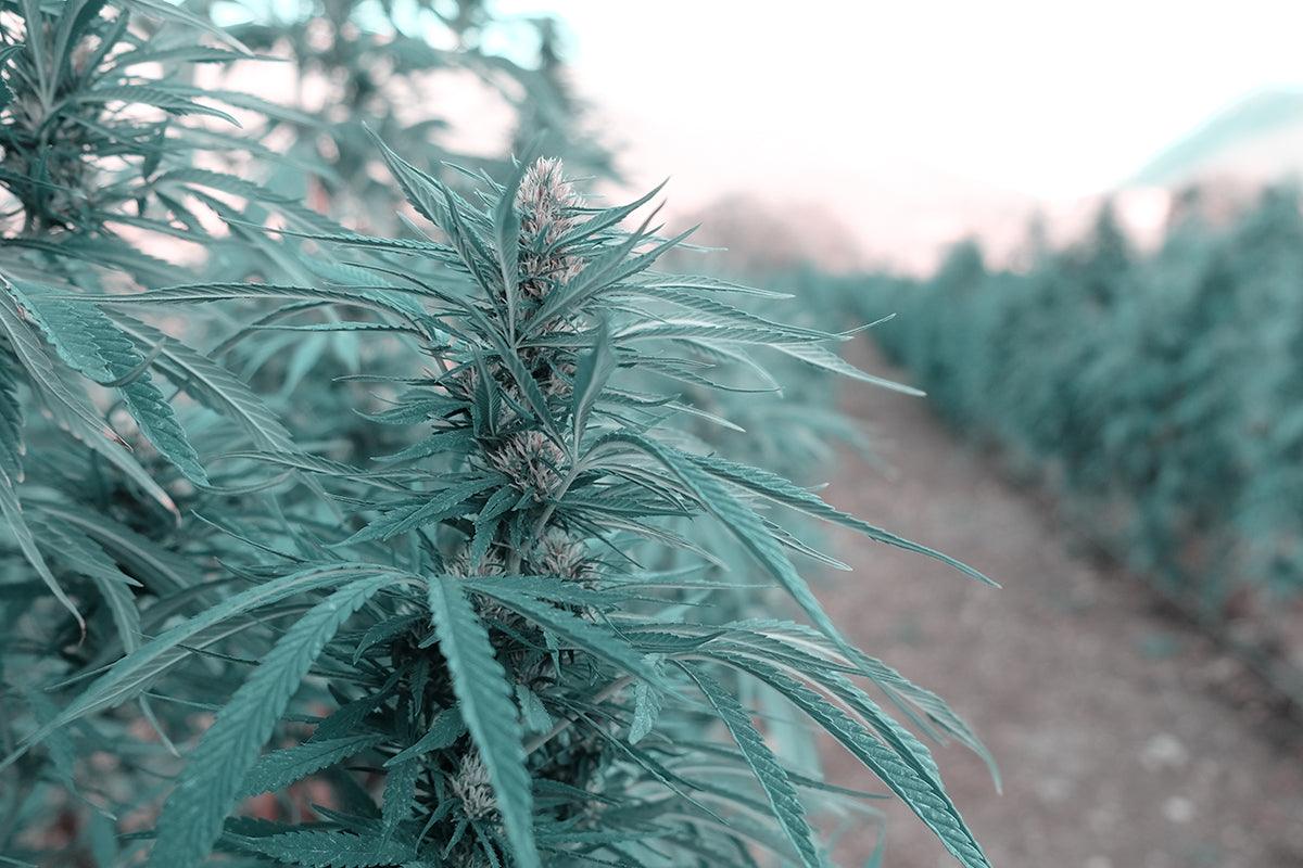 coltivazione marijuana