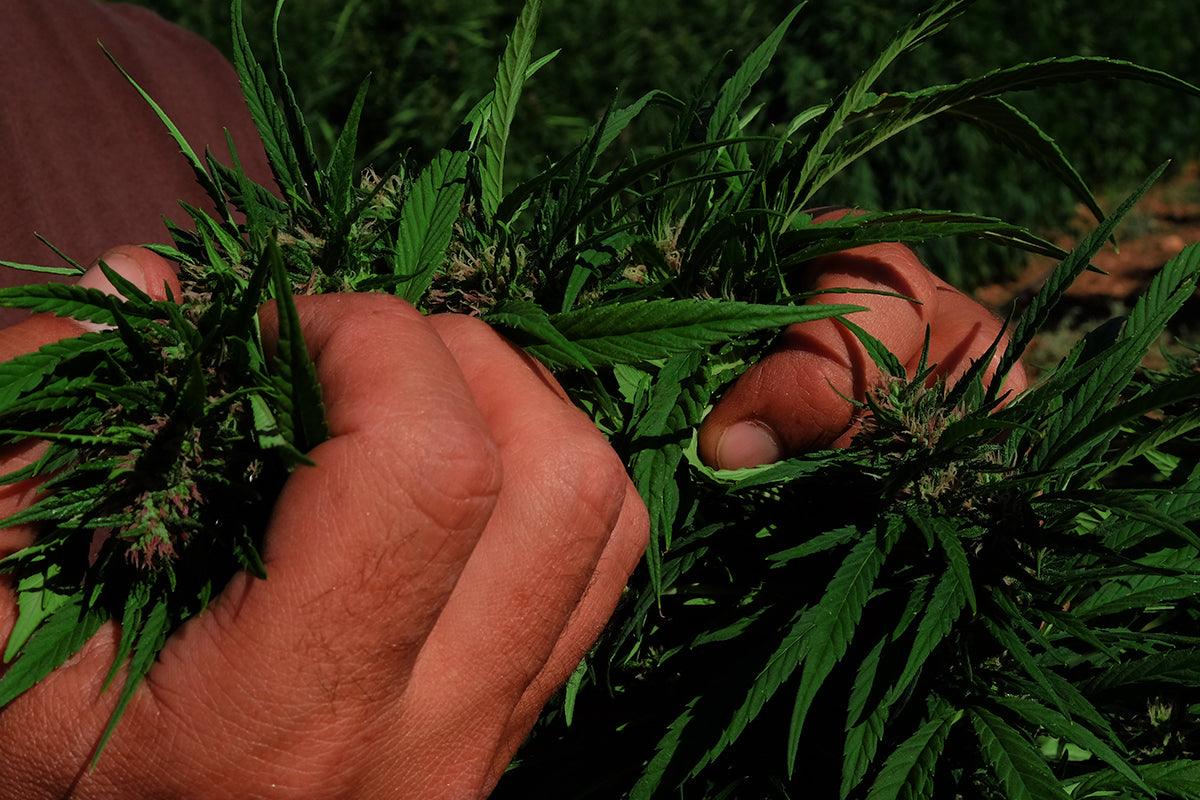 Fiori di cannabis al Cbg