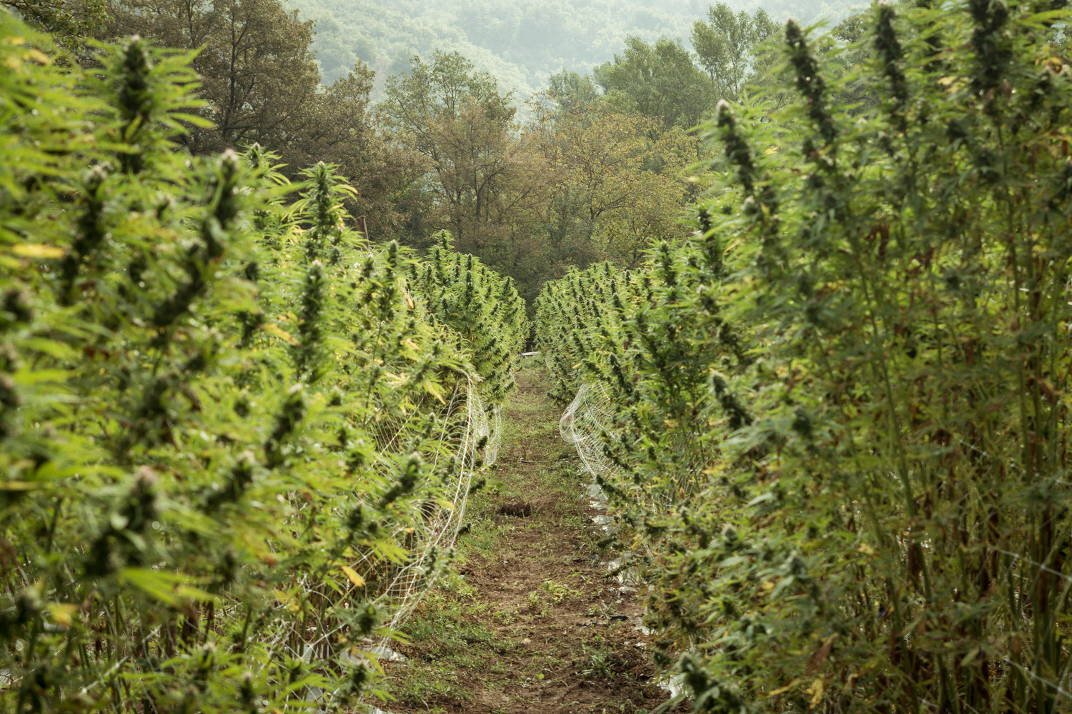 Coltivazione cannabis light in Italia