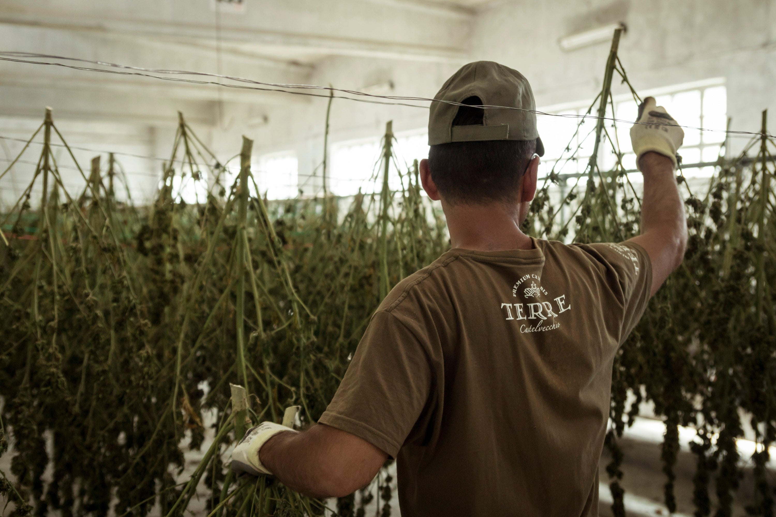 Coltivare cannabis light in Italia