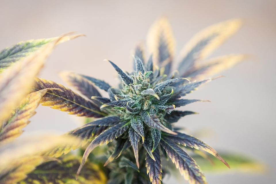 Purple Haze