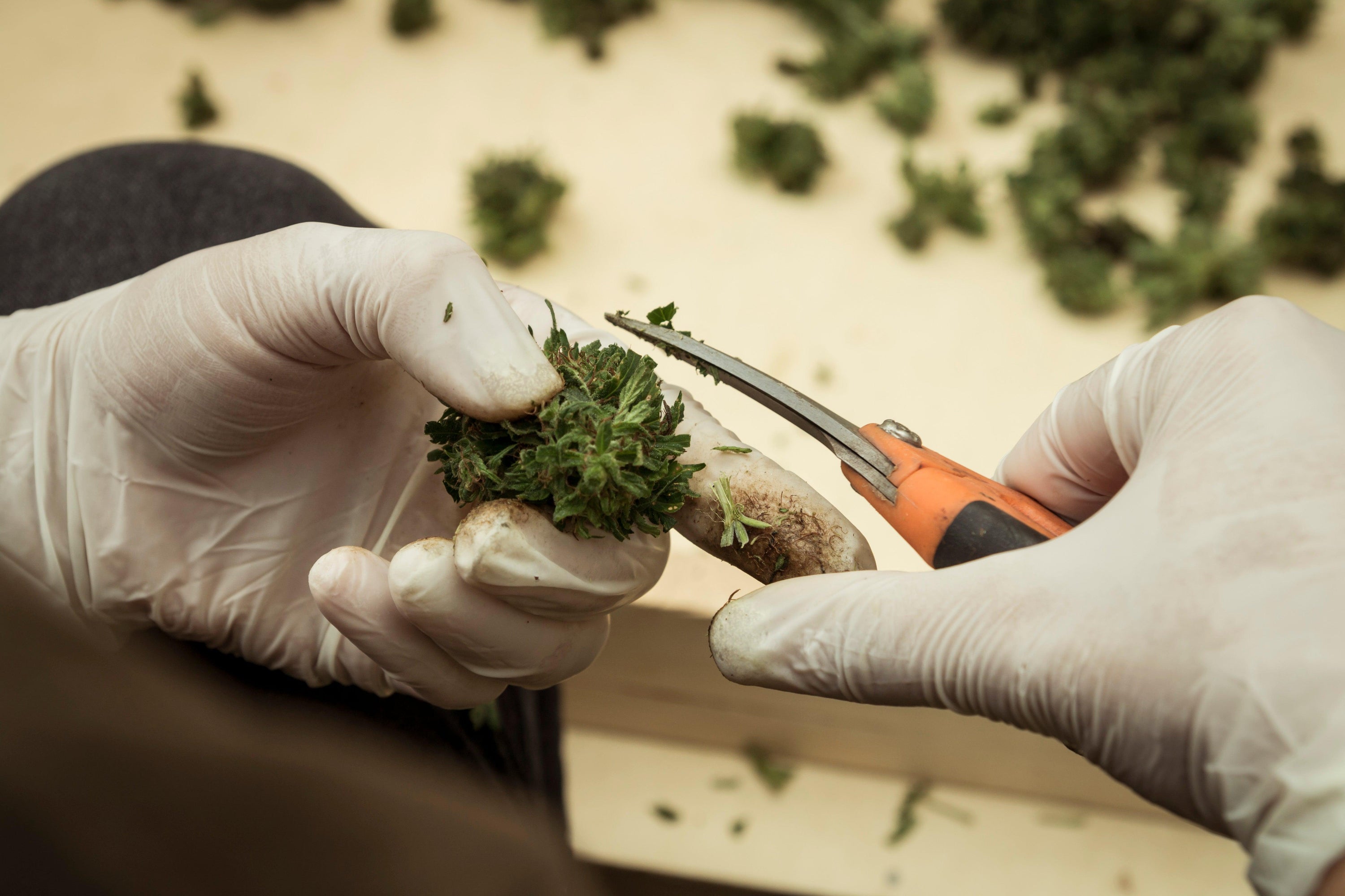 Cannabis light per eliminare il tabacco