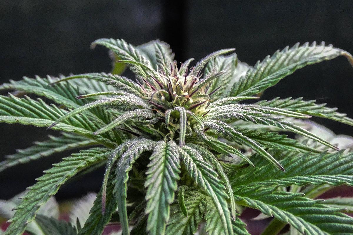 cannabis indica 