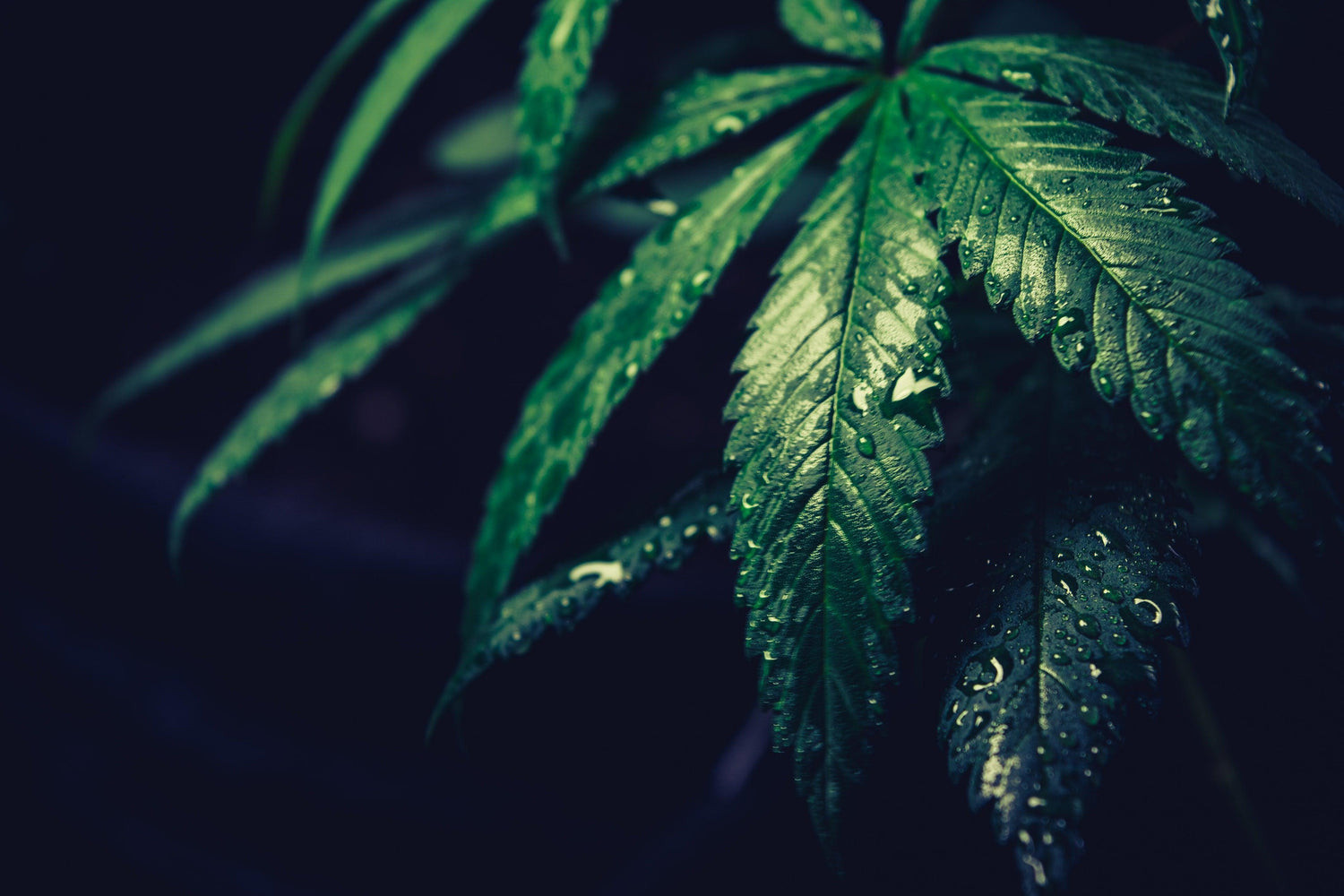 foglia di marijuana