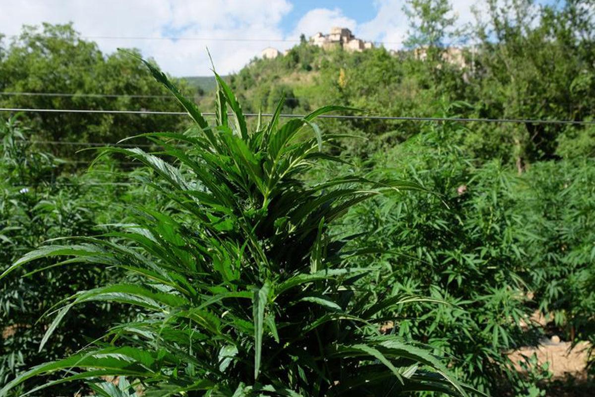 Coltivazione bio Cannabis light