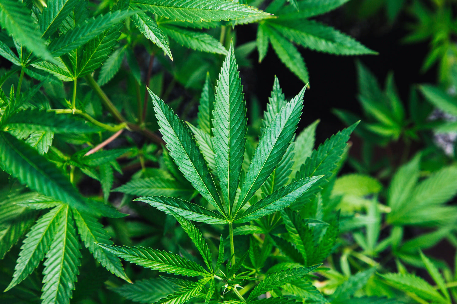 Foglia di marijuana in primo piano in un campo di cannabis